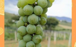 云南葡萄品种有哪些？