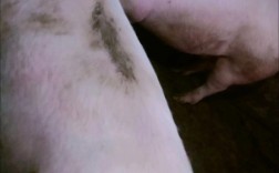 背膘厚超20的猪品种有哪些？