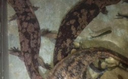 秦皇岛娃娃鱼养殖技术要点有哪些？