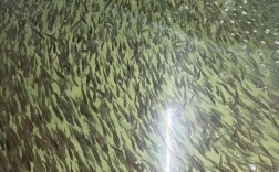 鲈鱼鱼苗孵化技术视频，如何高效孵化？