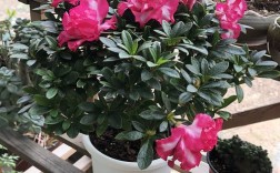 老品种红双喜杜鹃花苗有何特点？