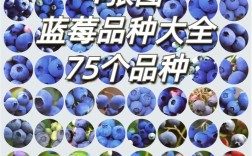 矮丛蓝莓品种怎么选？