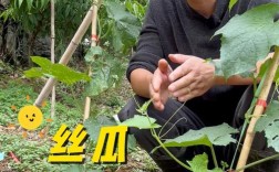 丝瓜修剪要掌握哪些技术要点？