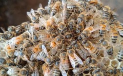 意蜂养殖技术视频怎么学？