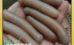 爬沙虫养殖技术难点有哪些？