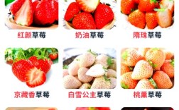 哪种草莓品种能长年挂果？