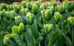 绿色郁金香是天然品种还是人工培育的稀有变种？其独特花色背后藏着怎样的基因秘密？