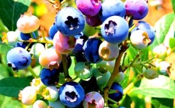 北方蓝莓品种怎么选？