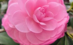 粉色茶花品是什么品种