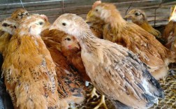 脱温肉鸡养殖技术视频有哪些关键要点？