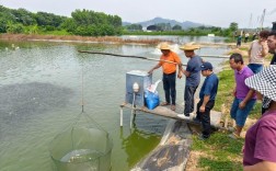 鲫鱼人工繁殖技术视频怎么学？