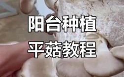 蘑菇种植技术视频怎么学？