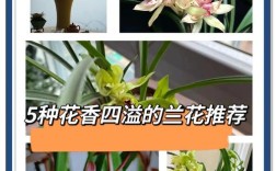 春兰花品种价格差异大吗？