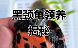 2025黑颈龟野生价格会涨还是跌？