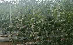 大棚西瓜吊蔓多茬技术