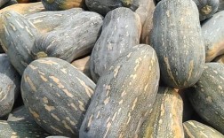 哪种南瓜品种最受欢迎？