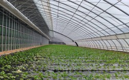 大棚立式种植草莓技术有哪些要点？