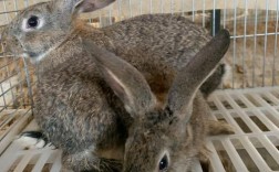 肉兔子什么品种最好吃