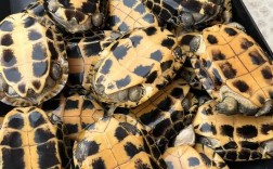 今年石金钱龟龟苗价格多少？