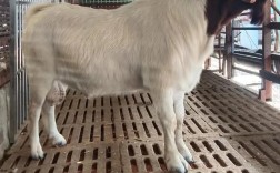 南方养羊选啥品种合适？