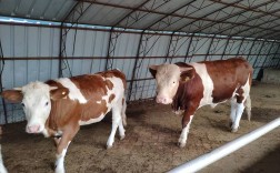 新手养牛选什么品种合适？