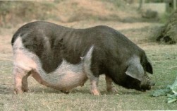 南昌当地养殖的生猪主要有哪些品种？各品种在生长速度与肉质上有何差异？