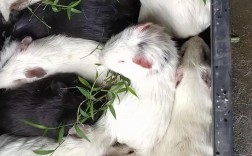 竹鼠品种哪个好？