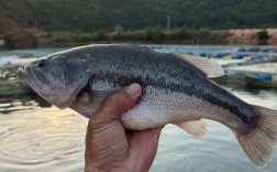 鲈鱼池塘捕捉要点技术