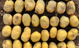 马铃薯哪个品种最畅销？