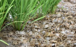 河蟹养殖水草选哪些品种合适？