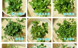 薄荷品种有哪些？图片怎么区分？