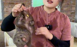 浙江竹鼠养殖技术视频怎么学？