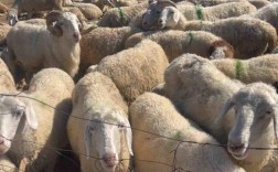 小尾寒羊价格多少？养殖技术咋掌握？