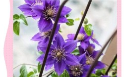 半落叶铁线莲有哪些特点？