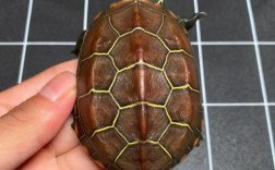 贵州地区有哪些龟的品种？