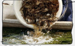 室内真能养出大闸蟹？技术难点在哪？