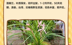 北方好养的兰花品种有哪些？