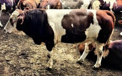 进口牛品种有哪些？