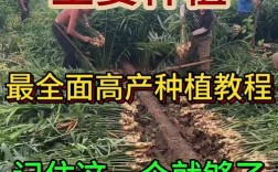 生姜种植技术和管理要点有哪些？