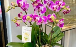 蝴蝶蝴蝶兰哪个品种最好？