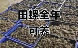 冬天田螺养殖技术有哪些要点？