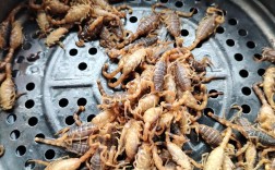 德阳蝎子养殖如何致富？技术门槛高吗？