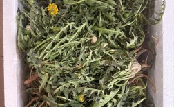 蒲公英种类到底有多少？