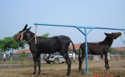 哪种驴是体型最大的品种？