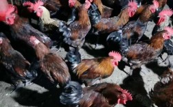 陕西土鸡好品种有哪些？