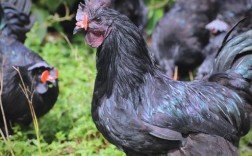 黑毛鸡是什么品种？