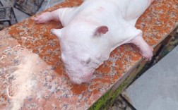 江西竹鼠养殖技术视频，新手能学会吗？