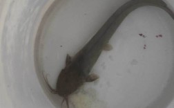 鲶鱼养殖方法和技术要点有哪些？