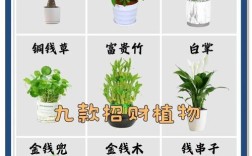 12枚叶子发财树是稀有品种吗？