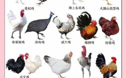 哪种鸡品种最好养又省心？